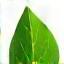Icône feuille verte